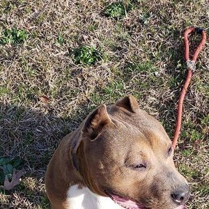 Meet your Posher, Harry